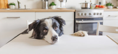3 Unique Ways To Create A Pet-Friendly Kitchen At Home